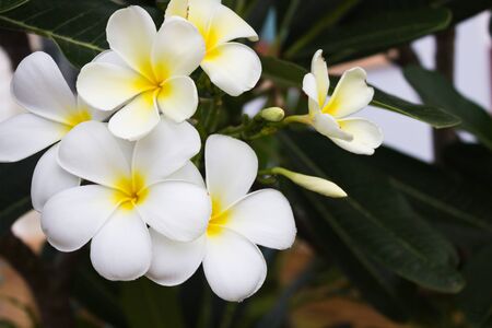 White Flowersの写真素材