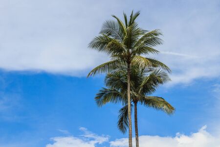 Coconut tree on daylightの写真素材