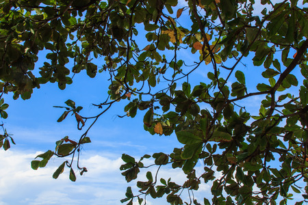 leaves on trees under skyの写真素材