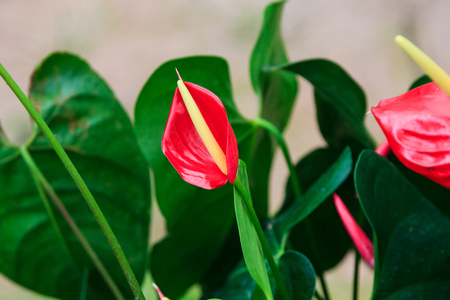 Anthurium flowerの写真素材