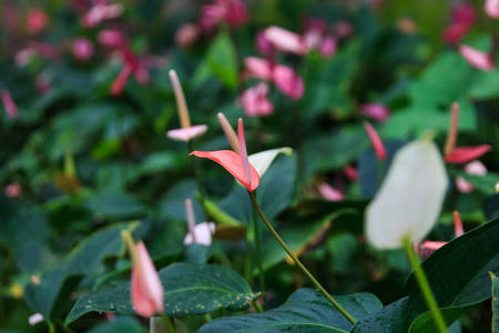 Anthurium flowerの写真素材