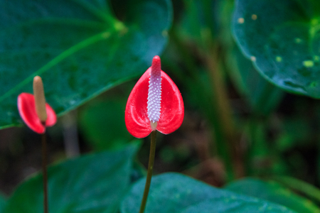 Anthurium flowerの写真素材