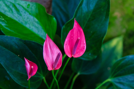 Anthurium flowerの写真素材