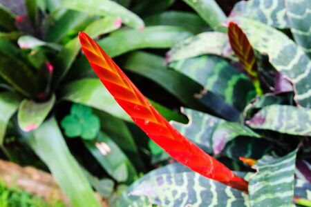 Bromeliadの写真素材
