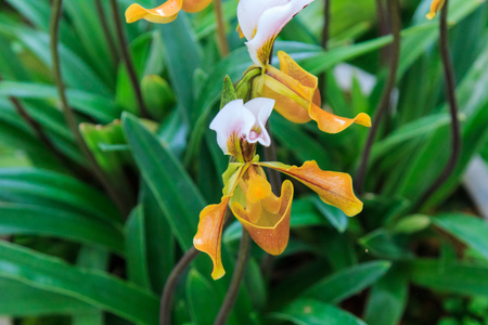 Paphiopedilumの写真素材