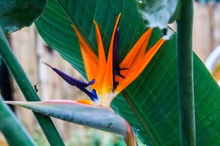 bird of paradise in Doithanon-North of Thailandの写真素材