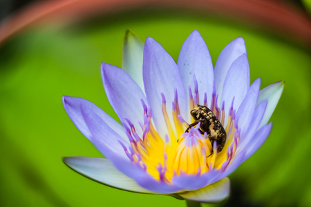 close up violet lotus with small beeの写真素材