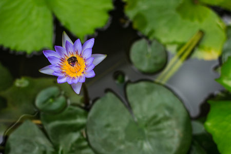 violet lotus with small beeの写真素材
