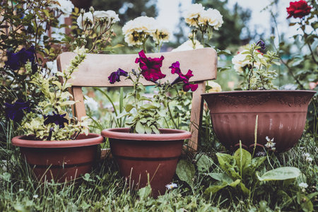 Flowers in pots in the garden. Spring and summer concept.の写真素材
