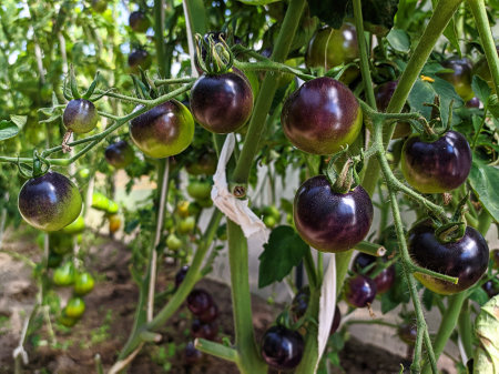 Ripe black tomatoes growing on a branch in a greenhouse. Close-upの写真素材