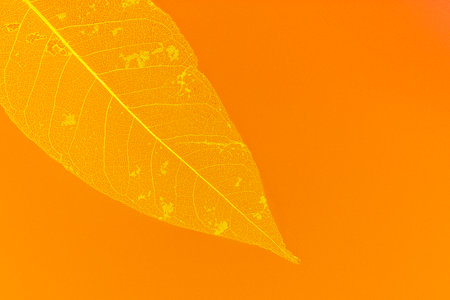Autumn leaf on orange background. Minimal style. Top view.の写真素材