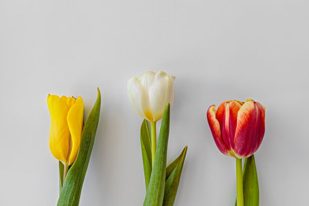close-up of multicolored tulips, with copy space for textの写真素材