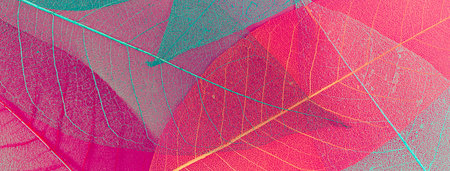 banner: skeleton magnolia leaf. abstract Ñomposition in shades of pink and coral. cozy composition with space for textの写真素材
