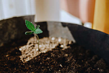 selective focus photo of hemp sprout growing in tray. city farming indoor concept limited depth of field photoの写真素材