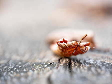 Fallen leaf on the wooden background. Shallow depth of field.の写真素材