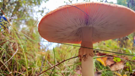 Beautiful Red fly agaric Amanita muscaria warm autumn in the forestの写真素材