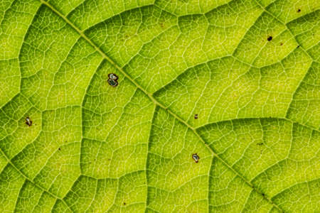 Beautiful autumn forest with yellow and red trees at sunsetの写真素材