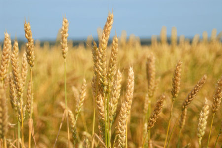ripe wheat yellow against the blue sky