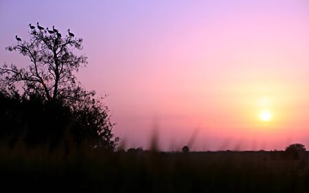 nice wild life in the setting sun in the summerの写真素材