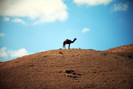 camel in the desert against the blue skyの写真素材