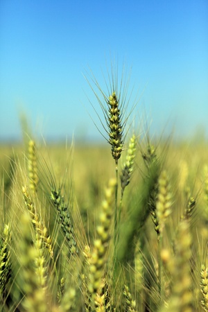 growing field of fresh green wheatの写真素材