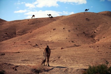 camel in the desert against the blue skyの写真素材
