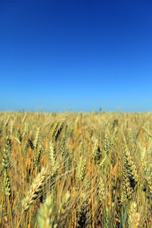 field of green grass in the summer skyの写真素材