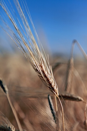 ripe wheat, close-upの写真素材
