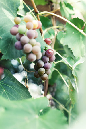 grapes growing on a branch