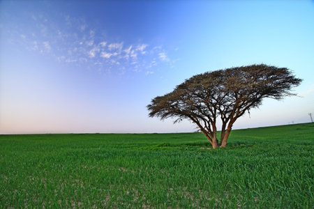 lonely tree standing in a field in spring day