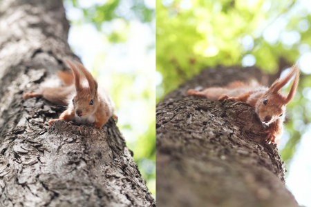 squirrel set of images day summerの写真素材