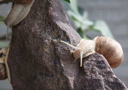 brown snail on a stone close up in natureの写真素材