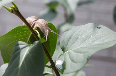 lonely snail on leaves close-up in nature in the summerの写真素材