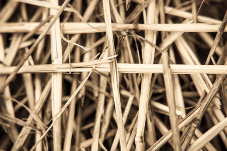 close-up branch of wheat in the summer day