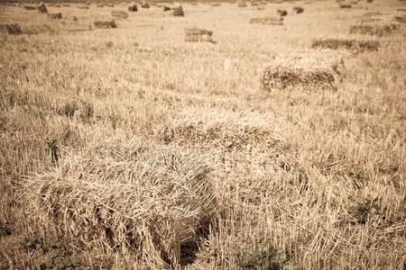 wheat field with stacks during the day in summerの写真素材