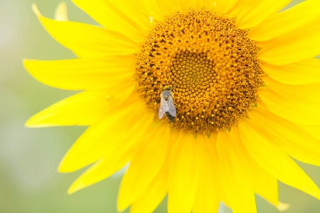 bee collects nectar from a sunflower  in summer dayの写真素材