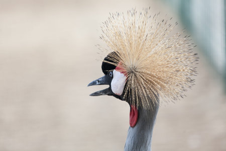 portrait of black crowned crane in nature