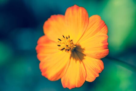 Orange flower of the poppy family outside close-upの写真素材