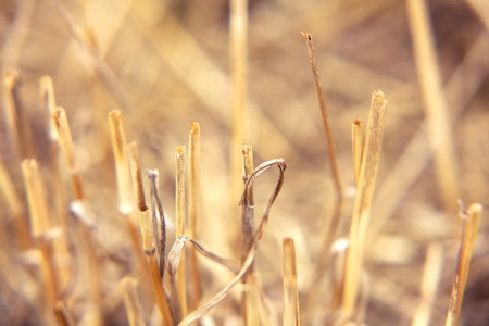 Straw texture in natural light during the dayの写真素材