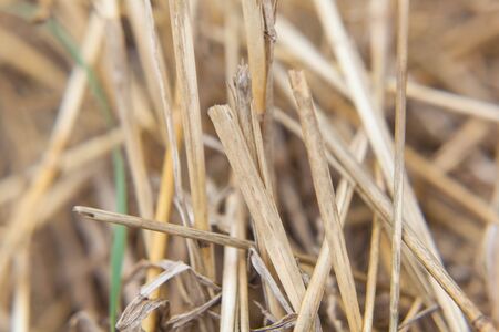 Straw background texture close-up of a summer dayの写真素材