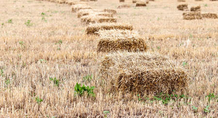 Stacks of hay lying on the summer dayの写真素材