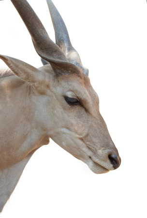 mountain goat isolated white backgroundの写真素材