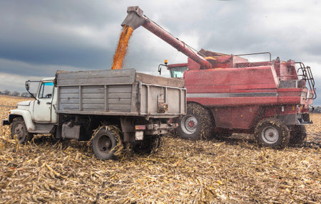 machines for harvesting maize  in autumnの写真素材