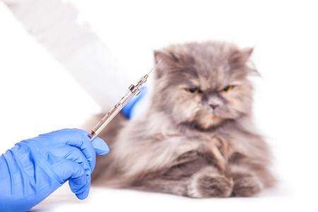 vaccinated animals in a veterinary clinic, a medical backgroundの写真素材