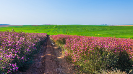 lilac flower field on summer dayの写真素材
