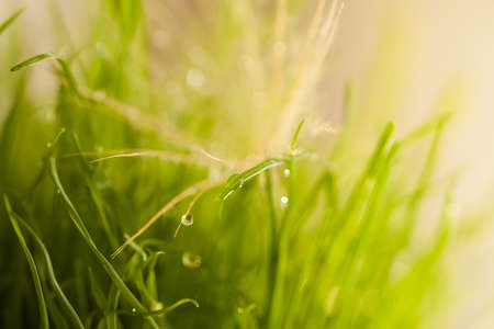 bright close-up leaves of grass with dew, summer dayの写真素材