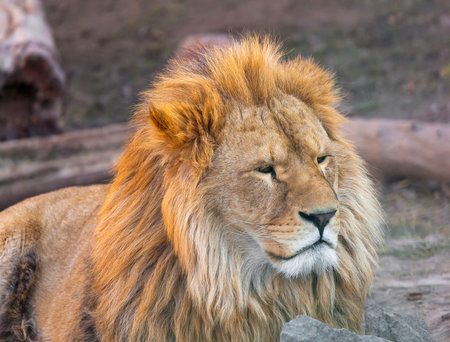 portrait of a cute lion, summer day