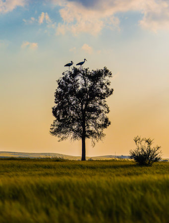 tree with cranes at sunset in nature