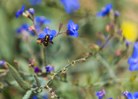 blue flowers in the wild, summer day