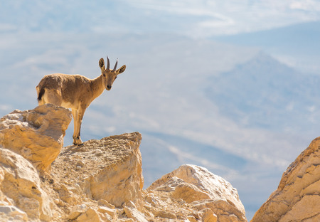 a mountain goat on the rocks, summer dayの写真素材